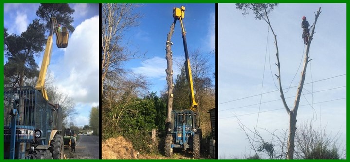 Tree cutting in Wexford