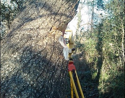 tree surveys in Westmeath from Greenleaf Tree Surgeons