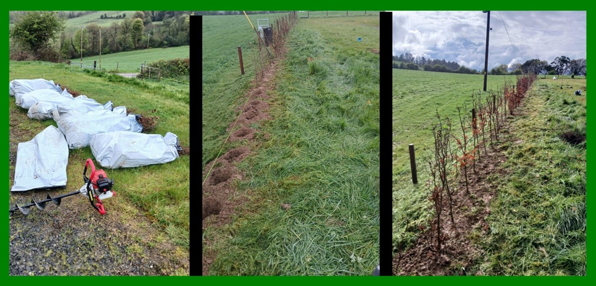 Tree planting in Tipperary