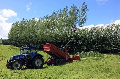 Tree Surgeons Cavan