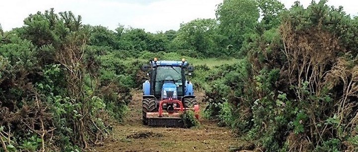 Tree surgeon Cavan Shrub clearing