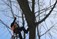 Tree Surgeons Limerick