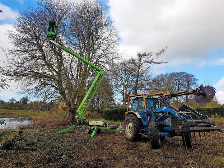 tree surgery in Kildare from Worrell Tree Services