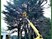 Tree Surgeons Lucan and Leixlip