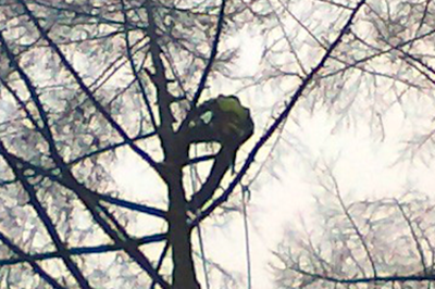 Monaghan tree surgeons -