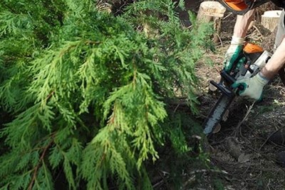 Offaly tree surgeons -