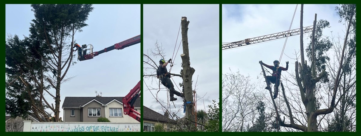 Tree surgery in Limerick carried out by Paul's Property Maintenance - Tree Surgeons Limerick