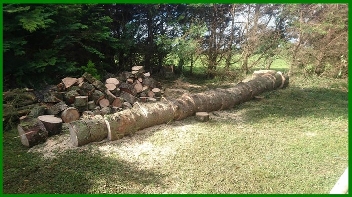 Emergency tree cutting in Longford is carried out by RS Services