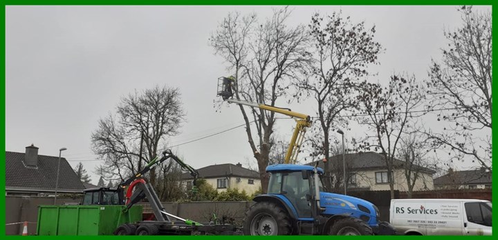 Tree surgeon services in Longford - carried out by RS Services