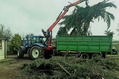Laois tree surgeons -