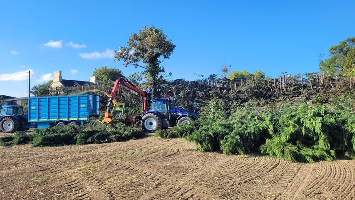 Tree clearance in Laois from Worrell Tree Services