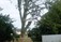 Tree Surgeons Lucan and Leixlip