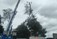 Tree Surgeons Lucan and Leixlip