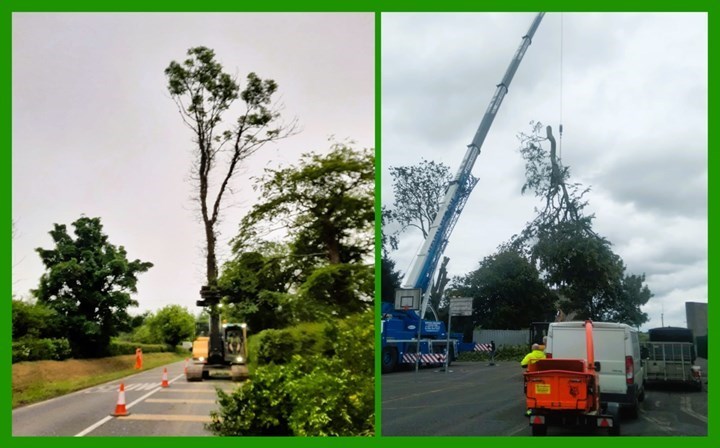 Tree cutting in Lucan carried out by Healion Treeforce