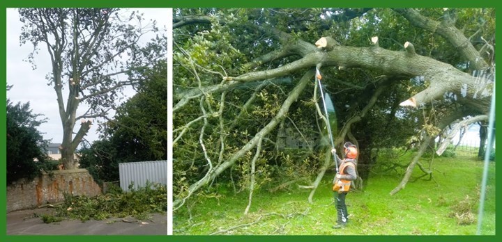 Tree clearence in Leixlip carried out by Healion Treeforce