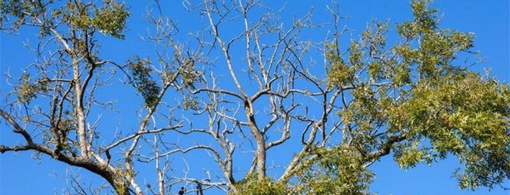 Ash dieback cutting in Maynooth carried out by Healion Treeforce