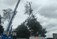 Tree Surgeons Meath