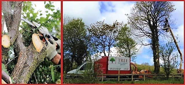 Tree Maintenance Services Northeast - Tree felling Services