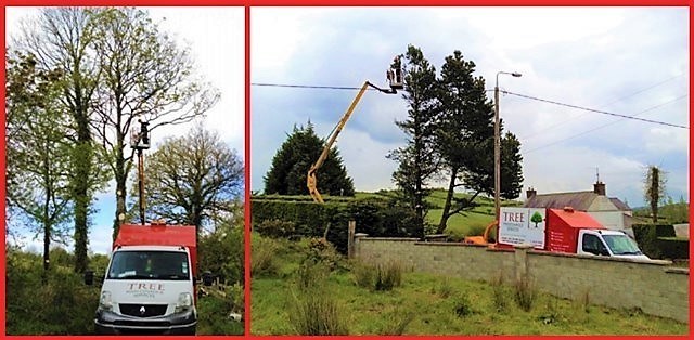 Tree Maintenance Services Northeast - Tree Clearance Services