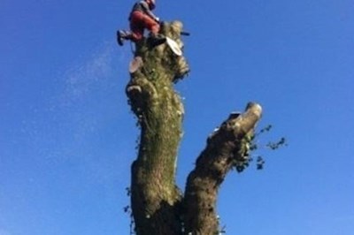 Tyrone tree surgeons -