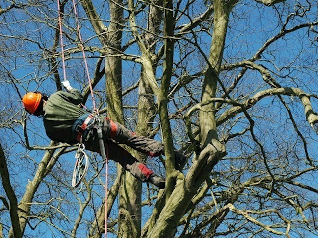 Tree Surgery services Waterford - Approved Tree Services