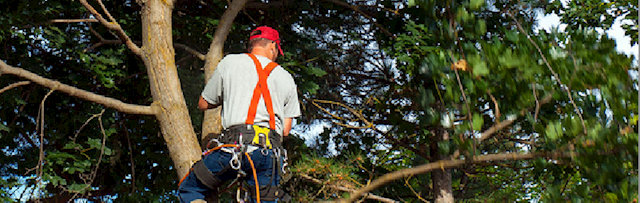 Emergency tree cutting Waterford - Approved Tree Care