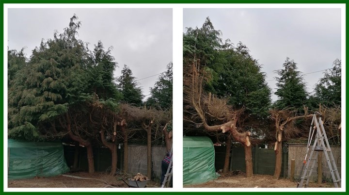 Tree cutting in Malahide is provided by Local Tree Care