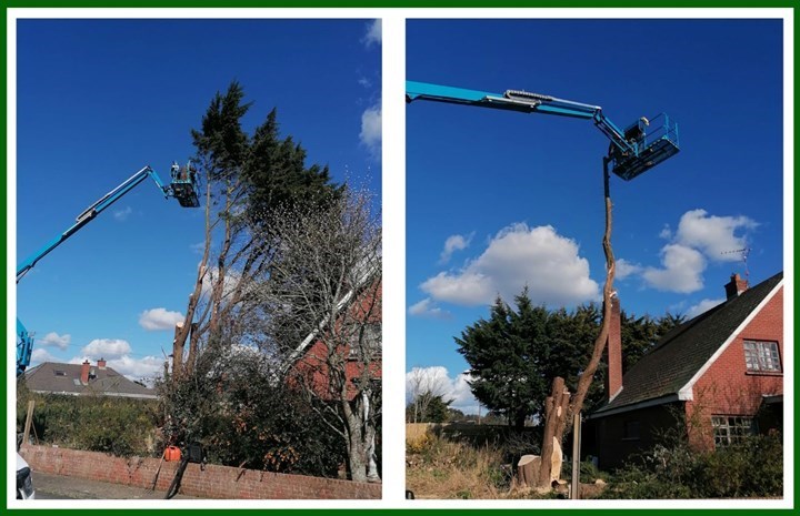 Tree surgery in Malahide is carried out by Local Tree Care