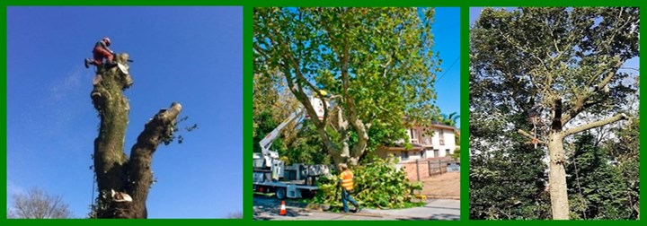 Crown reductions in Donegal are carried out by Donegal Tree Surgeons