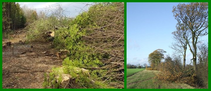 Tree clearance in Donegal is carried out by Donegal Tree Surgeons