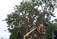 Tree Surgeons Limerick