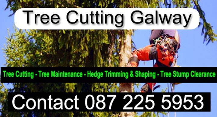 tree surgeon Galway, logh