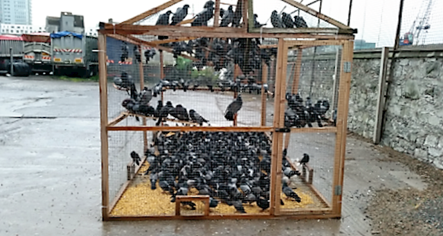 Image of feral pigeons in Dublin trapped by Verminator, feral pigeon and bird elimination in Dublin is undertaken by Verminator