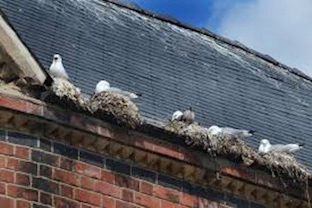 Image of feral birds in Dublin, feral bird control in Dublin is a speciality of Verminator