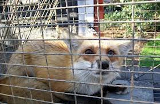 Image of fox in Dublin trapped by Verminator, fox and rabbit control in Dublin is carried out by Verminator