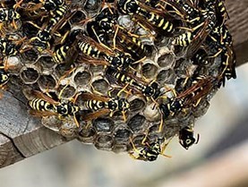 Wasp nest removal Dundalk