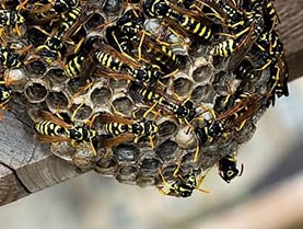 Wasp nests control Limerick