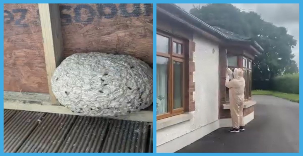 Wasp nest removal in Athboy and Kells