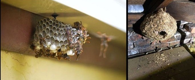 Wasp nest removan Mullingar - Arhlone