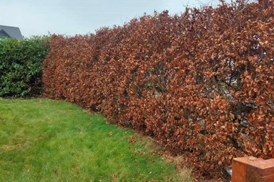 Wexford garden clearances -