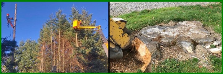 Local tree surgeons in Wexford