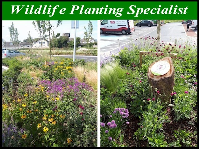 Image of wildflower planting in County Kildare
