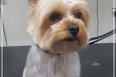 Drogheda Dog Groomers -